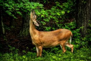 deer eating leaves