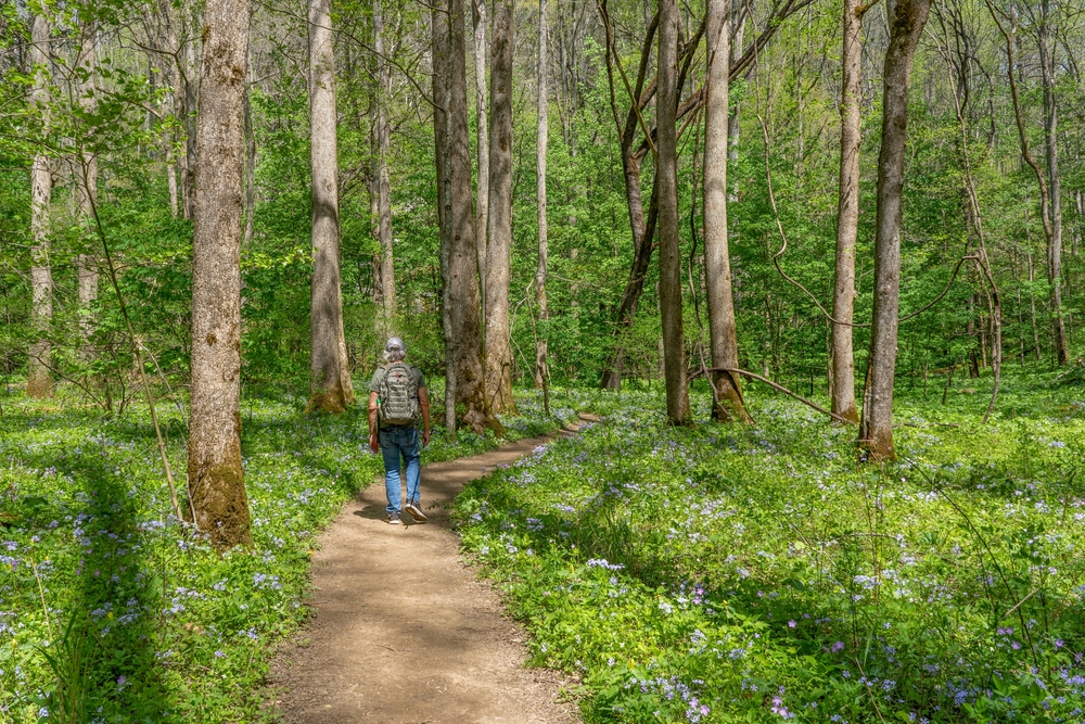 hiker on trail through Whiteoak Sinks surrounded by greenery and smoky mountain wildflowers